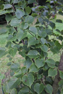 Tilia japonská - lípa japonská - listy